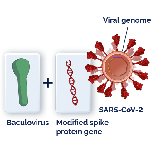 Baculovirus.Modified spike protein gene. Viral genome. SARS-CoV-2.